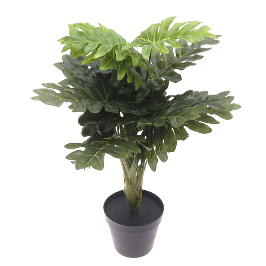Philodendron plant..WB60-13JD-GN - Habitt