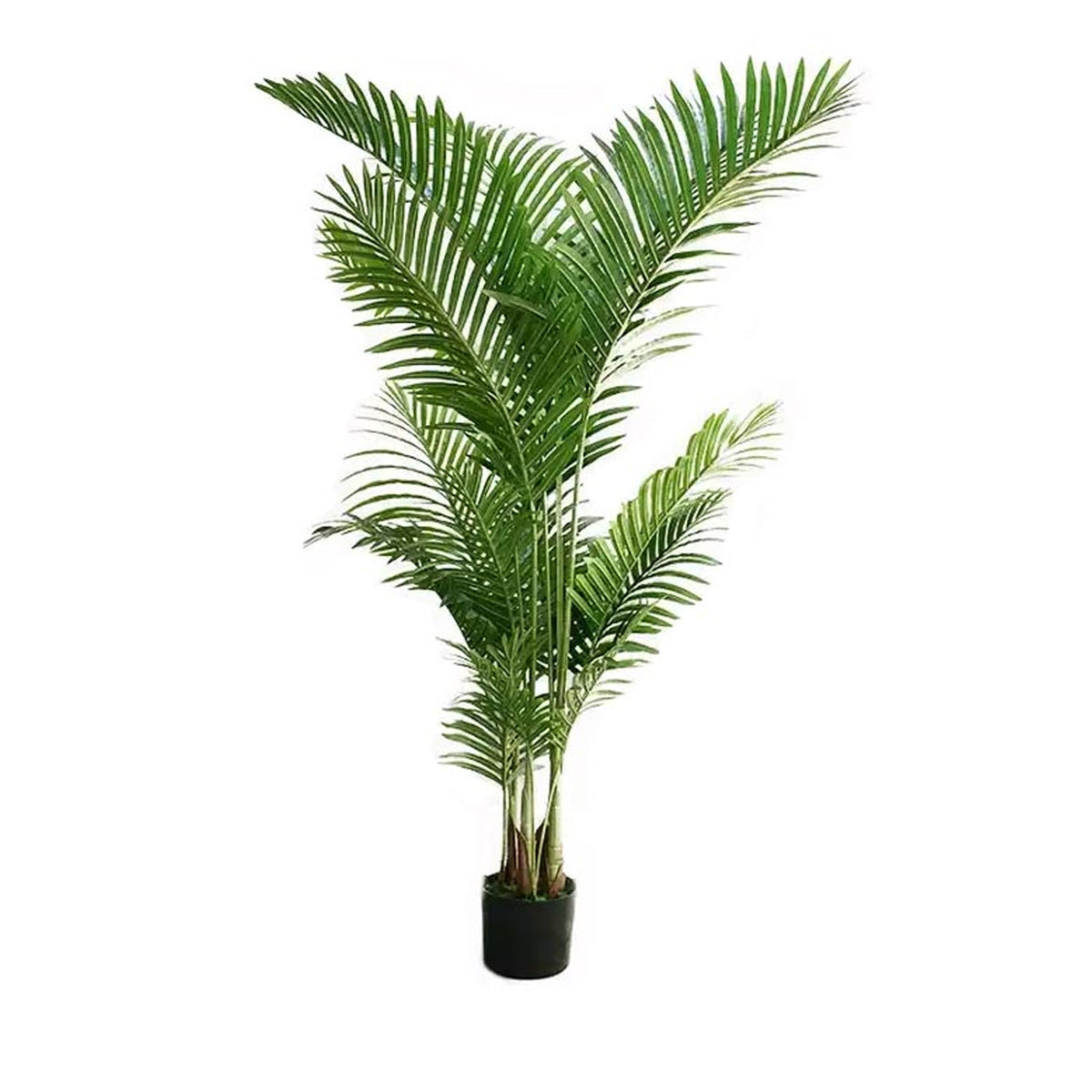 Areca Palm Plant Large – Green Decorative Indoor Plant