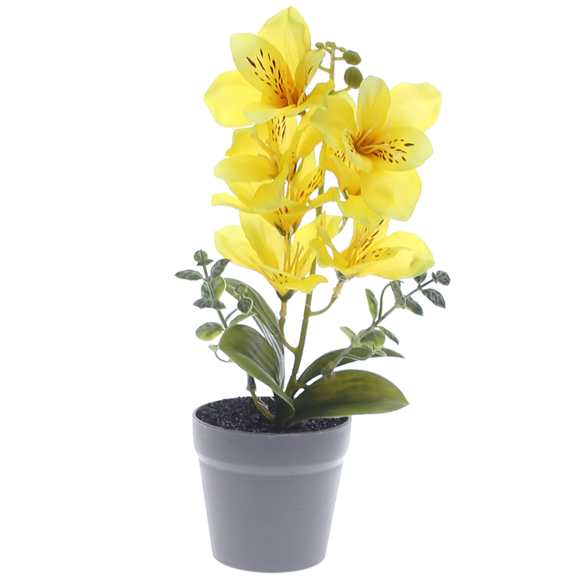 Table Plant – Lily Arrangement – Yellow – 2025366 - Habitt