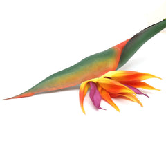 HEAVEN BIRD YELLOW Z-5 - Habitt