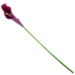 Callalily single flower.Unspecified...21260 - Habitt