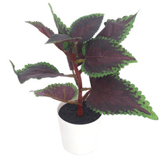mini purple perilla set.Ceramic...25233/25234/25235 - Habitt