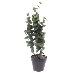 Eucalyptus plant..WB-YS22-192S - Habitt
