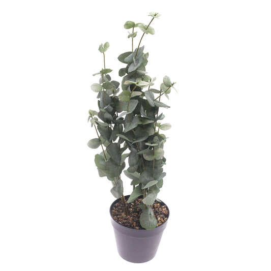 Eucalyptus plant..WB-YS22-192S - Habitt