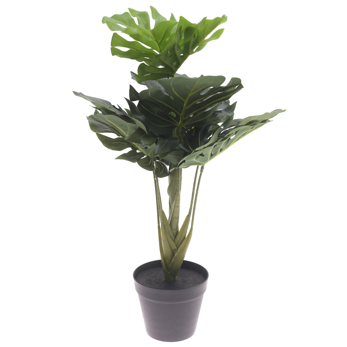 Monstera plant..WB29-13JD-GN - Habitt