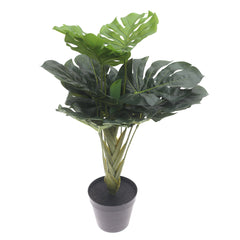 Monstera plant..WB29-13JD-GN - Habitt