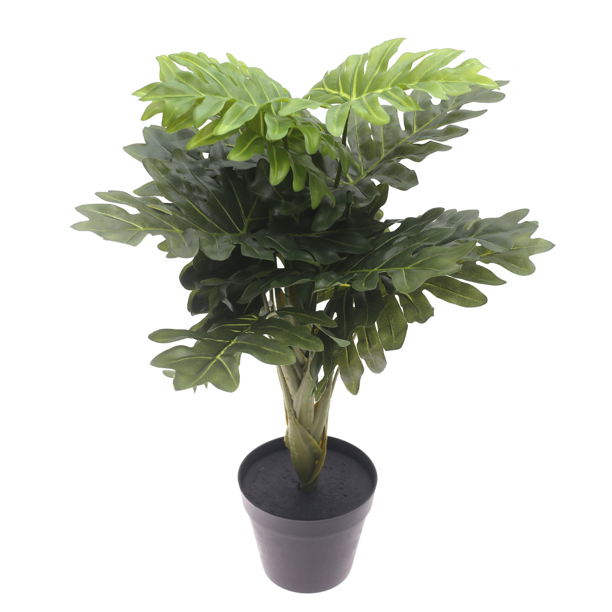 Philodendron plant..WB60-13JD-GN - Habitt