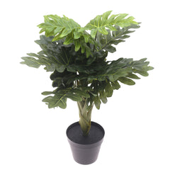 Philodendron plant..WB60-13JD-GN - Habitt