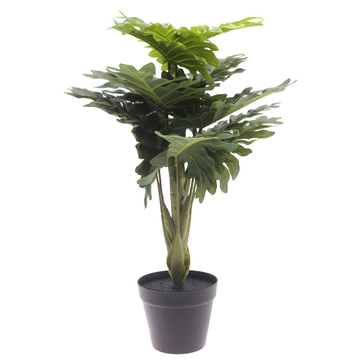 Philodendron plant..WB60-13JD-GN - Habitt