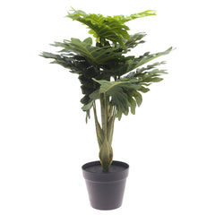 Philodendron plant..WB60-13JD-GN - Habitt