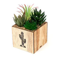 Cactus Plant.DU608 - Habitt